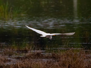Intermediate Egret in Flight