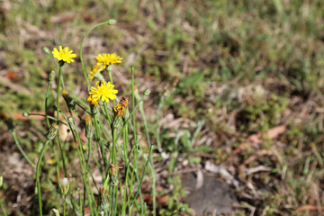 Closeup of delicate dandelion flowers and seeds with native bees collecting pollen