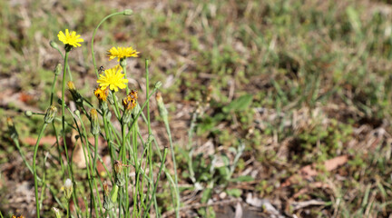 Closeup of delicate dandelion flowers and seeds with native bees collecting pollen
