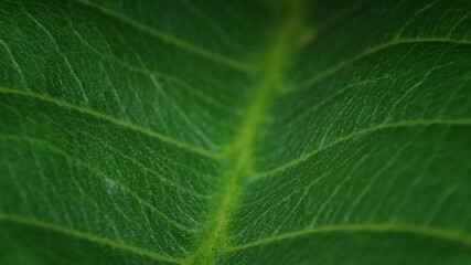 abstract shapes of objects around the house are photographed with macro techniques