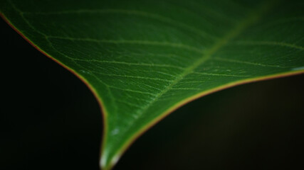 abstract shapes of objects around the house are photographed with macro techniques