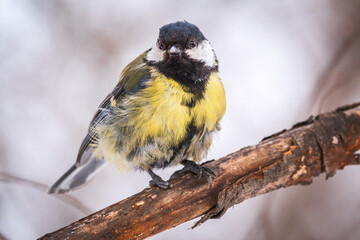 Tit with a damaged paw. Cute bird Great tit, songbird sitting on a branch without leaves in the...