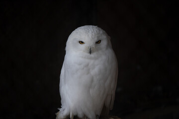 snowy owl isolated