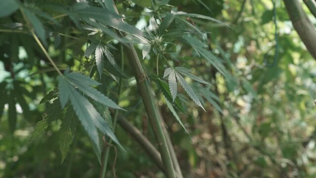Hemp plants growing in a hoop house blow in the breeze of a fan