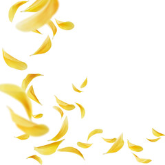 petals flying