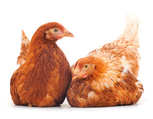 Two brown hens isolated.