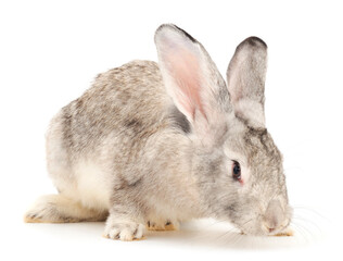 Gray rabbit isolated.