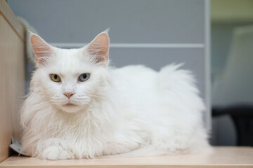 Odd eyed white maine coon - A cute white cat sit down and looking something.
