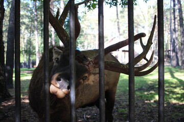 wild animal sad deer with horns in a cage looks