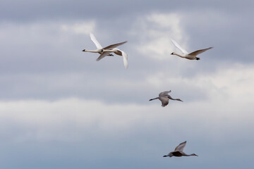 The tundra swans in flight