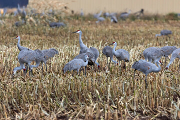 A flock of sandhill cranes and Canadian geese in meadow
