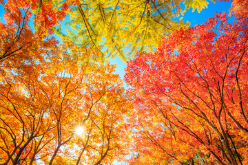 autumn leaves in the sun