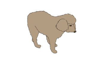 犬