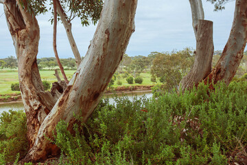 Obraz premium trees on the banks of river