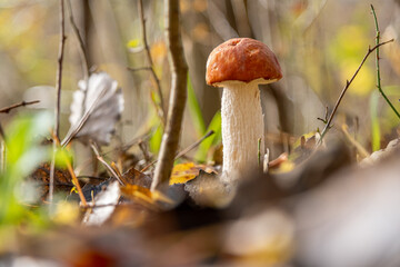  small brown mushroom stands on the forest floor and is surrounded by leaves
