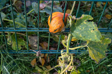  small orange pumpkin has grown into a green fence