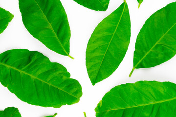 Spread of natural green lemon leaves isolated on white background