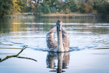  close up of a grey swan swimming on a lake