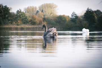  close up of a grey swan swimming on a lake