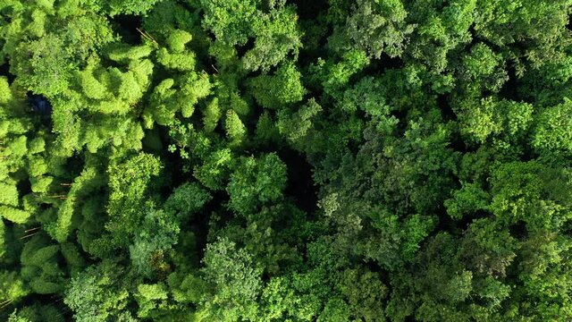 Giant bamboo forest and tropical essence trees Martinique greenery landscape aerial top shot 