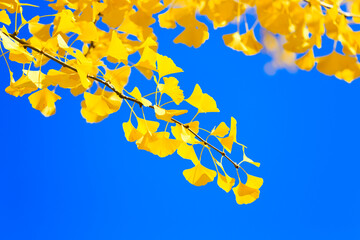 yellow autumn leaves against blue sky