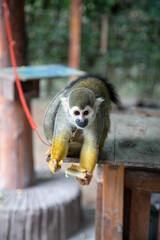 Yellow armed monkey