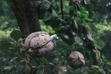 Jade Swan Bird