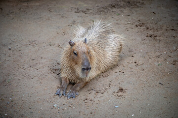 Capybara