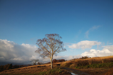 Fototapeta na wymiar 広い青空と雲と一本の木