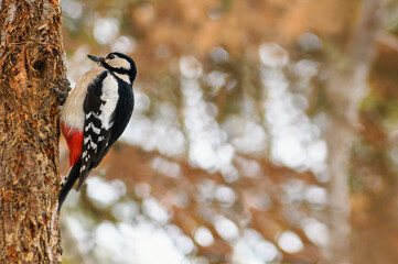 .Woodpecker on a tree. Great spotted woodpecker sitting on a tree in the forest, bottom-up view.
