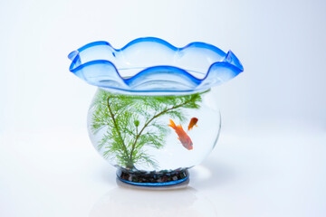 金魚鉢