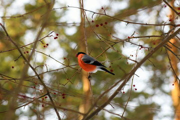 Bullfinch on a branch. One red bullfinch male sits on a tree branch in the forest