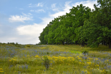 View of a powerful forest