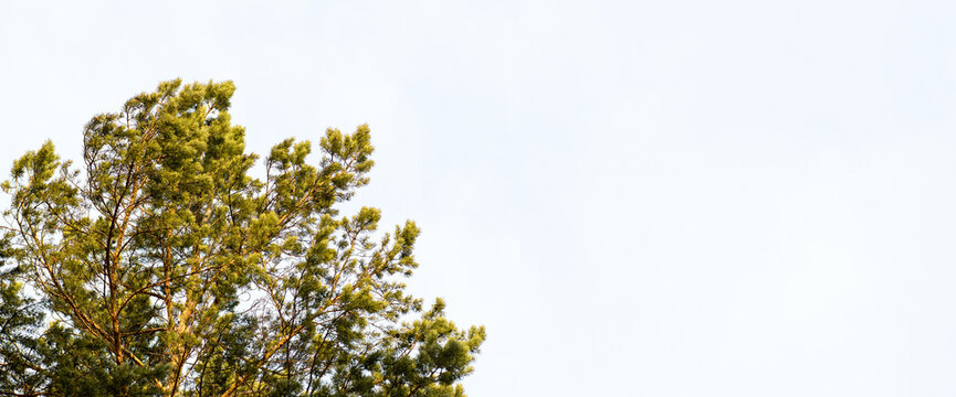 Pine tree against the blue-gray sky in the forest. Evergreen tree: spruce, fir, cedar, Empty space for text on the right. Banner.