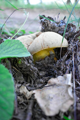 Mushroom in the forest close-up