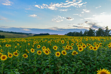 Fototapeta na wymiar Ukrainian field of sunflowers and blue sky