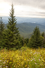 A tall pine tree and yellow wild flowers frame the Appalachian Mountains.