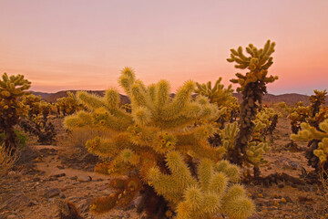 Cholla Cactus Garden in Joshua Tree National Park at sunset, California, USA. Large plants with sharp thorns against colorful sky and mountains on horizon in desert landscape.