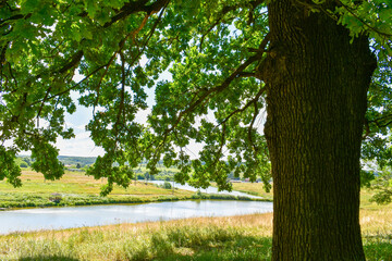 Big old oak tree over the lake