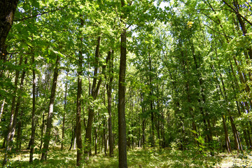 Young oak forest, bright foliage, sunny day