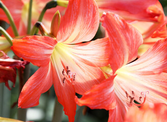 Closeup of beautiful orange Amaryllis flowers