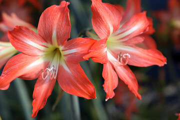 Closeup of beautiful orange Amaryllis flowers