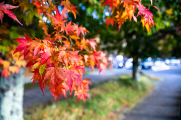 紅葉　もみじ　モミジ　