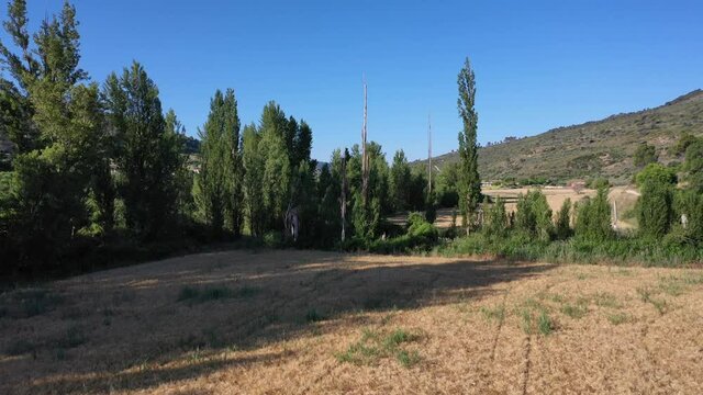 Campos de trigo en valle junto al arroyo. Mes de Junio.