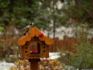 bird feeder in autumn, autumn garden birds peck food from bird feeder