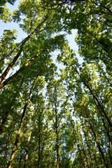 View of the tops of tall oak trees in the forest
