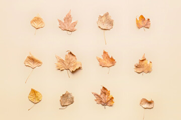 Beautiful autumn leaves on light background