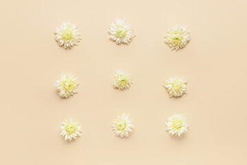 Beautiful autumn flowers on light background