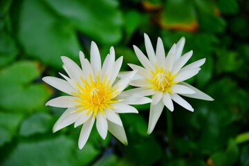 white lotus flower