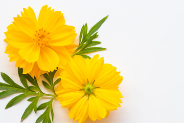 yellow flowers cosmos arrangement flat lay postcard style on background white 